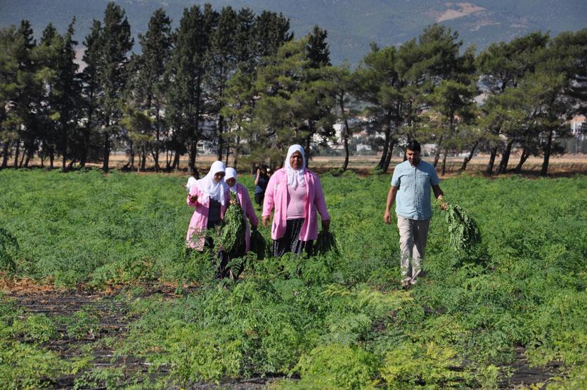 300den fazla hastalığa iyi geliyor Moringa her derde deva