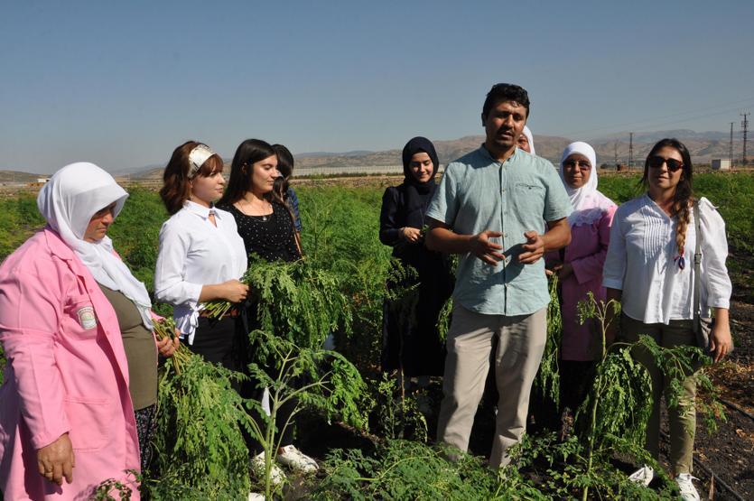 300den fazla hastalığa iyi geliyor Moringa her derde deva