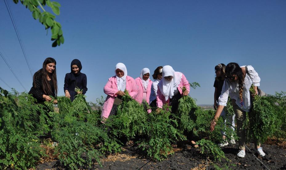 300den fazla hastalığa iyi geliyor Moringa her derde deva
