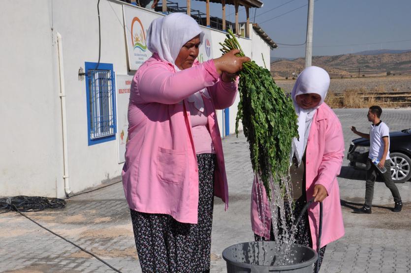 300den fazla hastalığa iyi geliyor Moringa her derde deva