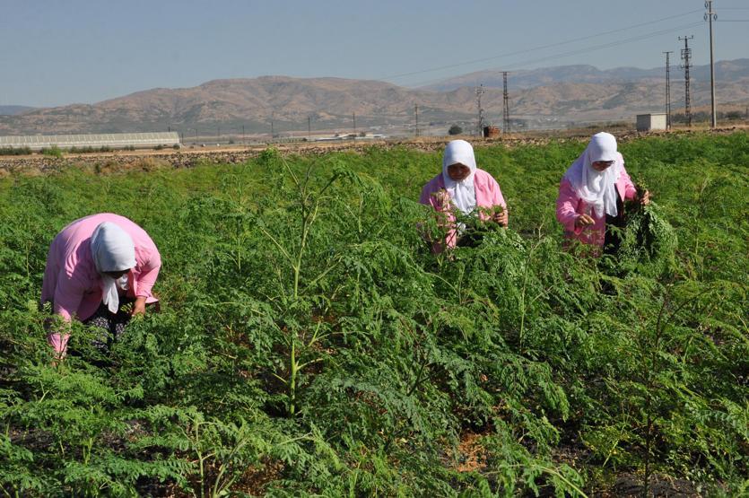 300den fazla hastalığa iyi geliyor Moringa her derde deva