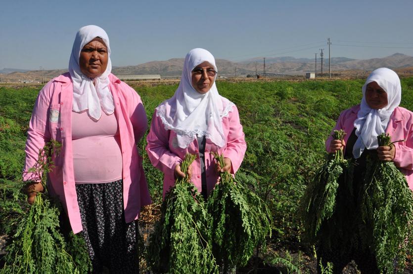 300den fazla hastalığa iyi geliyor Moringa her derde deva