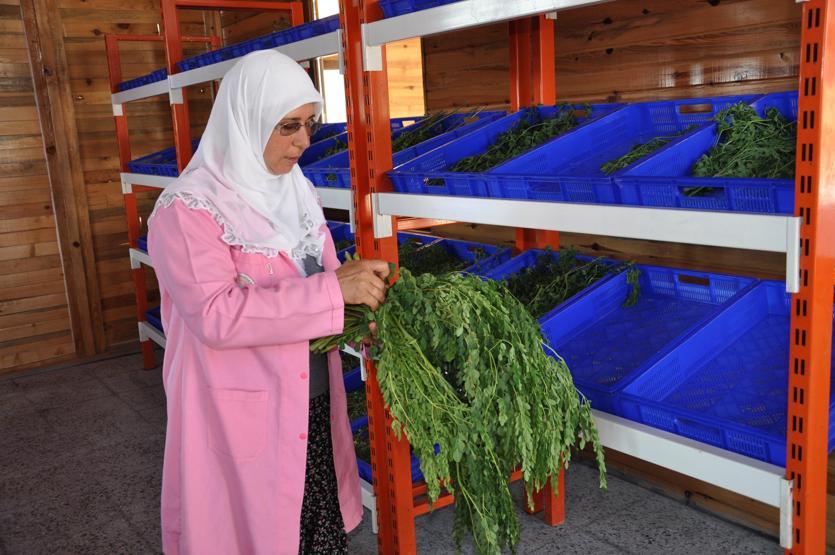 300den fazla hastalığa iyi geliyor Moringa her derde deva