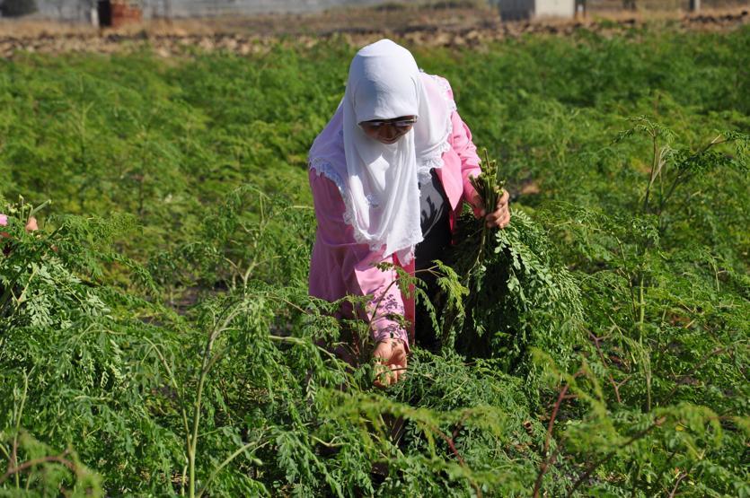 300den fazla hastalığa iyi geliyor Moringa her derde deva