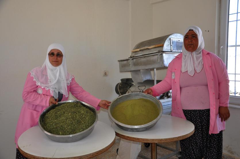 300den fazla hastalığa iyi geliyor Moringa her derde deva