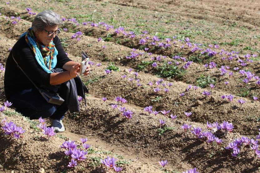 Turistlerin yeni gözdesi safran tarlaları