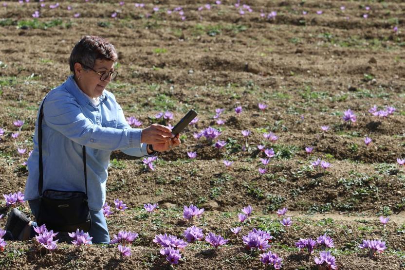 Turistlerin yeni gözdesi safran tarlaları