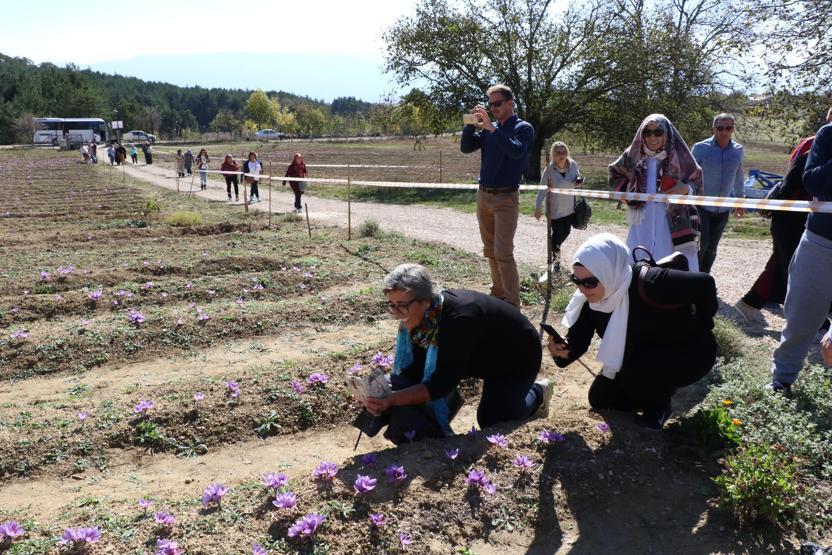 Turistlerin yeni gözdesi safran tarlaları