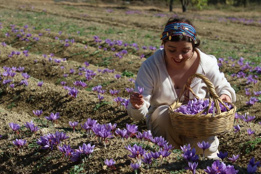 Turistlerin yeni gözdesi safran tarlaları
