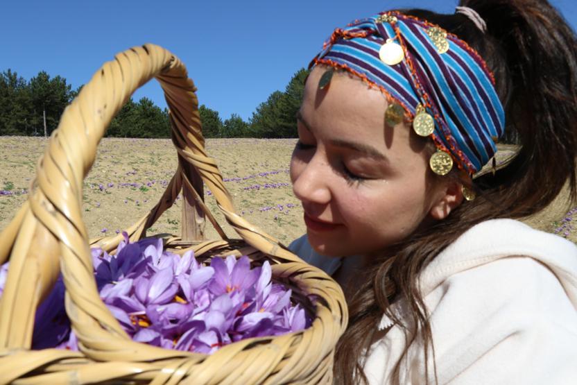 Turistlerin yeni gözdesi safran tarlaları