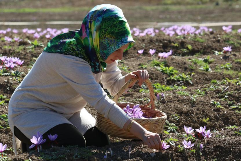Turistlerin yeni gözdesi safran tarlaları