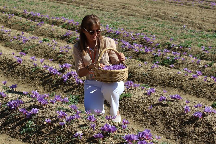 Turistlerin yeni gözdesi safran tarlaları