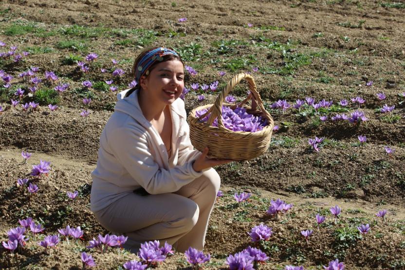 Turistlerin yeni gözdesi safran tarlaları
