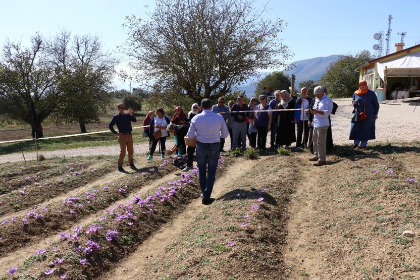Turistlerin yeni gözdesi safran tarlaları
