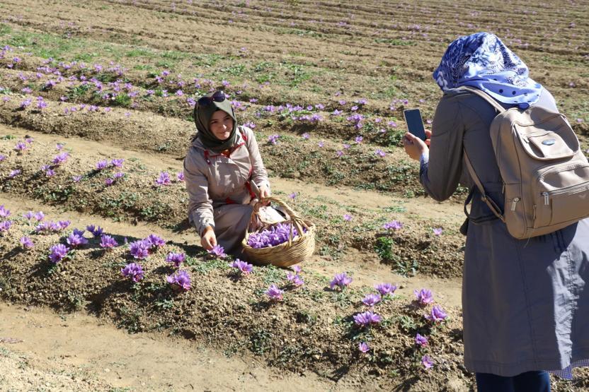 Turistlerin yeni gözdesi safran tarlaları