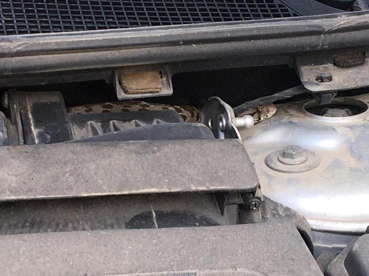 Bursada arabanın motorundan yılan çıktı