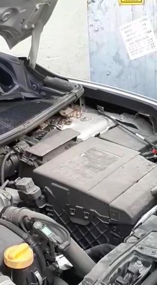 Bursada arabanın motorundan yılan çıktı