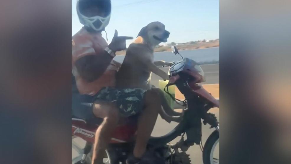 Motosiklet süren köpek kamerada