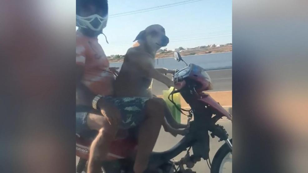 Motosiklet süren köpek kamerada