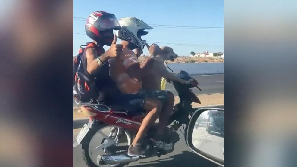 Motosiklet süren köpek kamerada