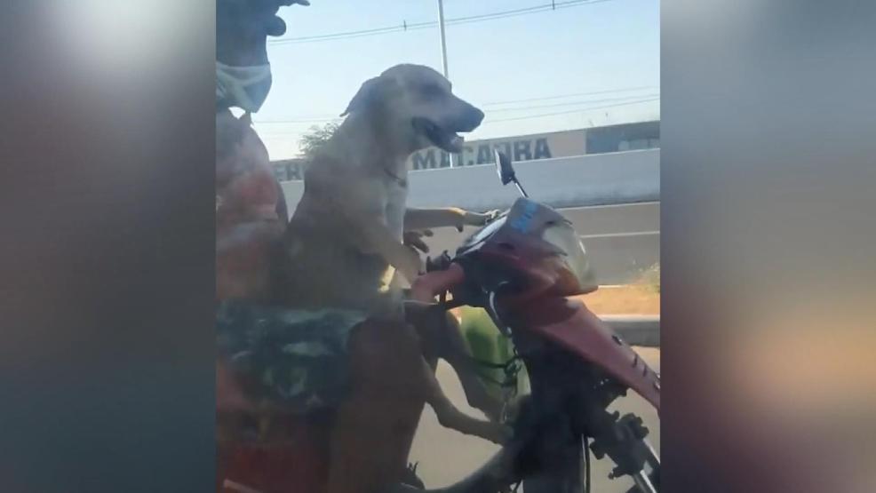 Motosiklet süren köpek kamerada