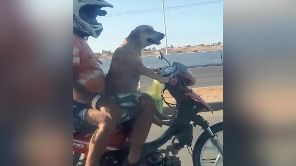 Motosiklet süren köpek kamerada