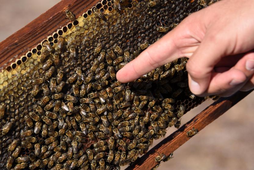 Japonlar püren balını sevdi