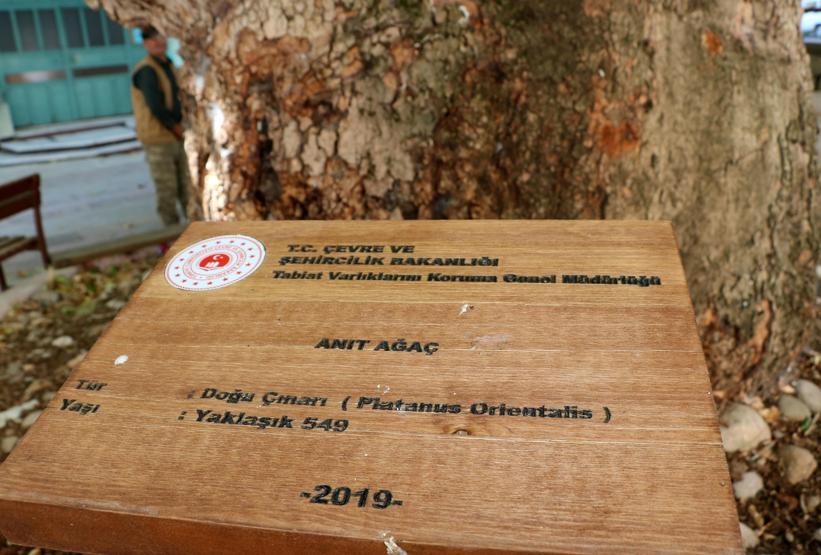 25 metrelik çınar, 549 yaşında