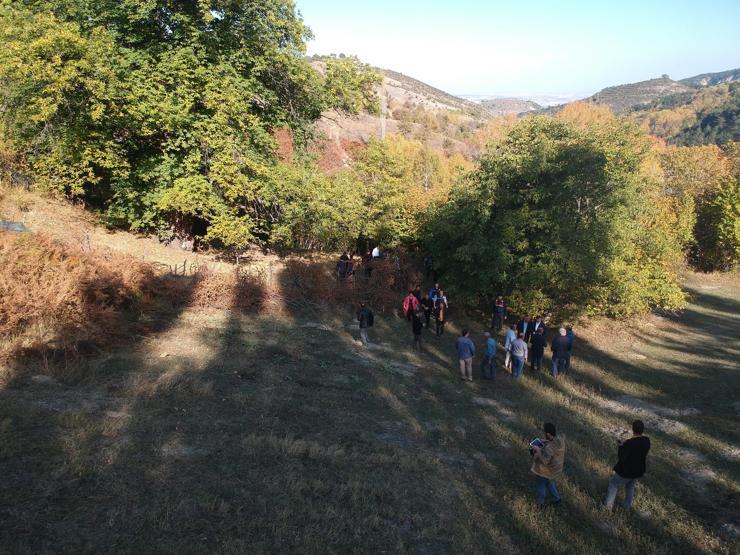 810 yıllık kestane ağacından hasat