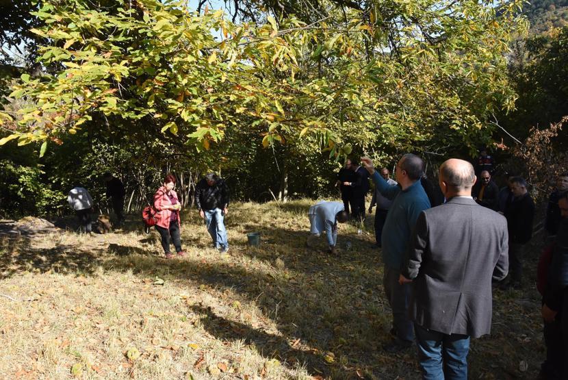810 yıllık kestane ağacından hasat