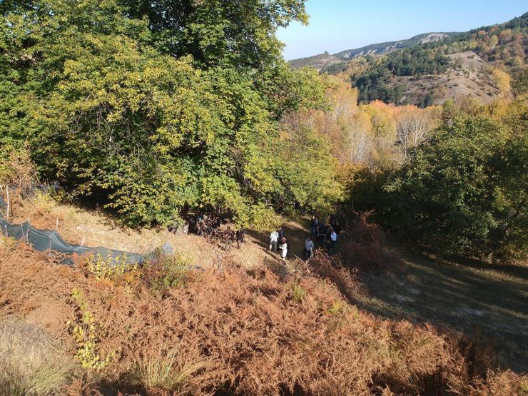 810 yıllık kestane ağacından hasat