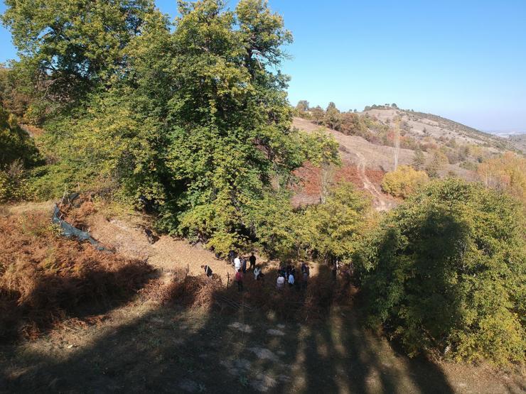 810 yıllık kestane ağacından hasat