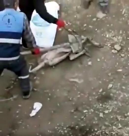Köpeğe eziyet görüntülerine suç duyurusu