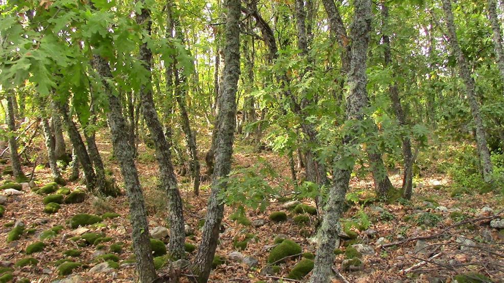Kanser hücrelerini tedavi etme özelliği olan mucize balın sırrı