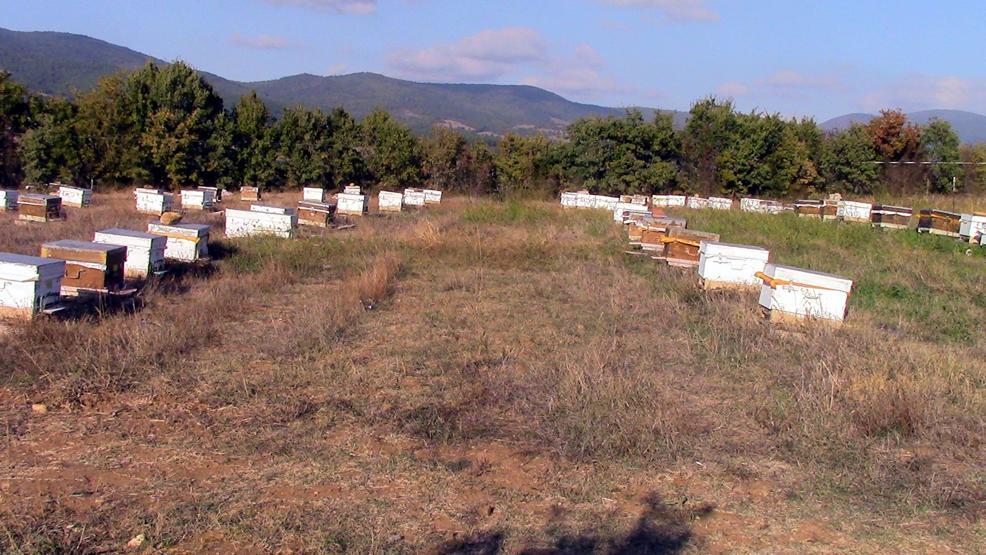 Kanser hücrelerini tedavi etme özelliği olan mucize balın sırrı