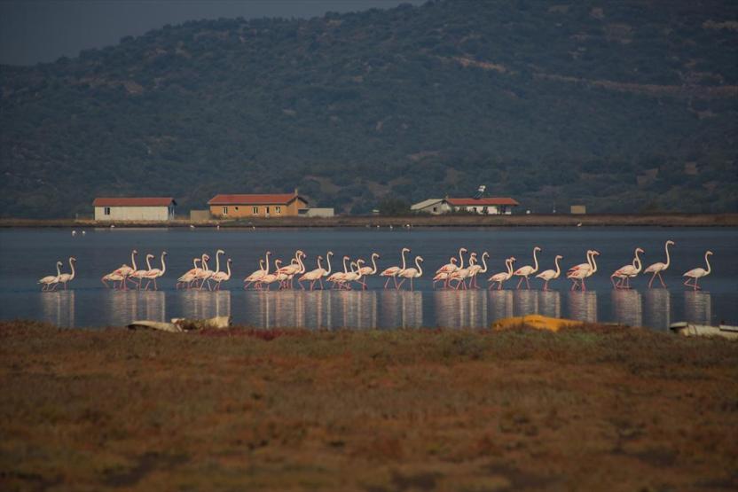 Tuzla Sulak Alanına flamingo akını