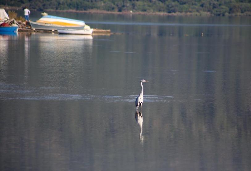 Tuzla Sulak Alanına flamingo akını