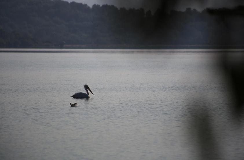 Tuzla Sulak Alanına flamingo akını