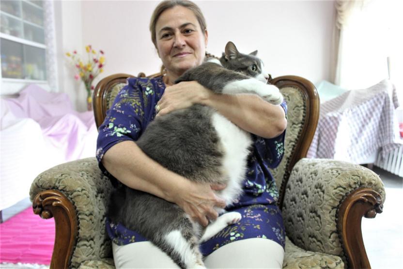 Aslan yavrusu gibi kedi tam 11 kilo