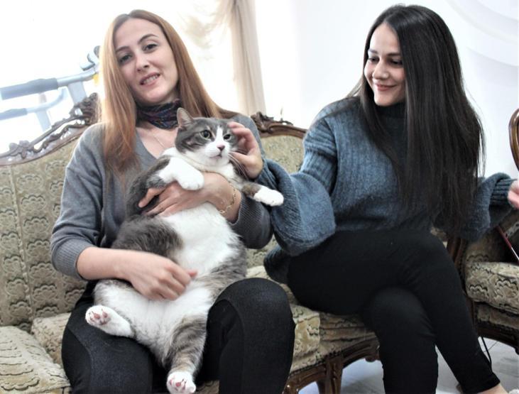Aslan yavrusu gibi kedi tam 11 kilo