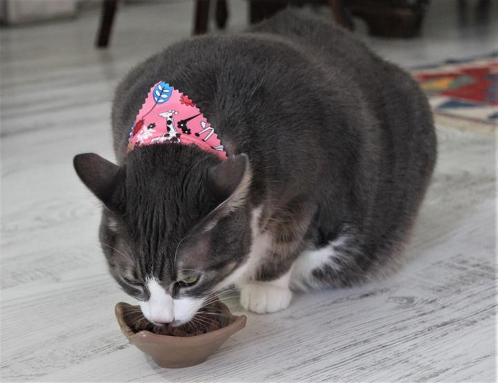 Aslan yavrusu gibi kedi tam 11 kilo