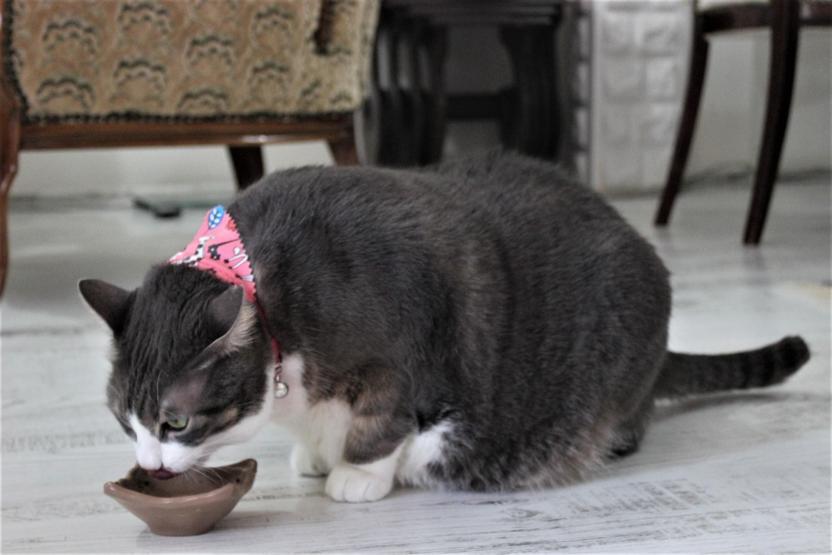 Aslan yavrusu gibi kedi tam 11 kilo