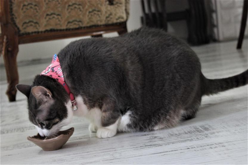 Aslan yavrusu gibi kedi tam 11 kilo