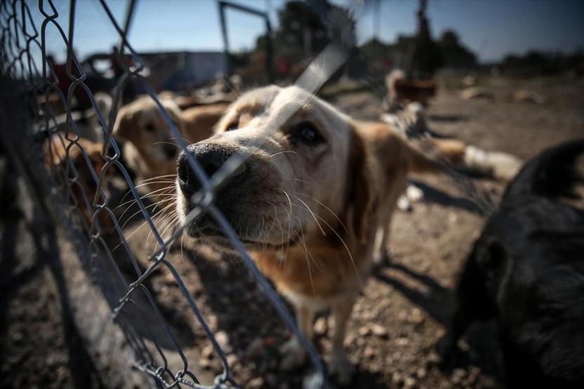 Atık tahtalar sokak köpeklerine yuva oldu