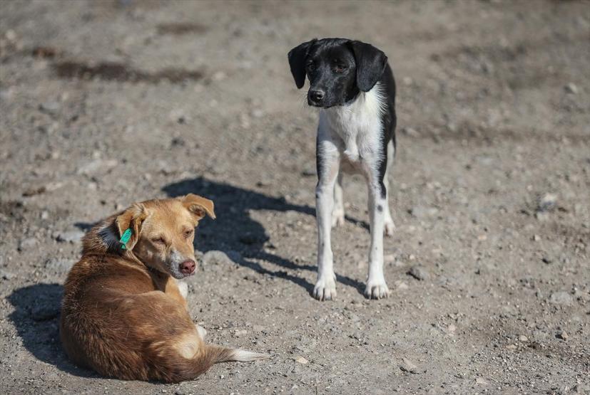 Atık tahtalar sokak köpeklerine yuva oldu