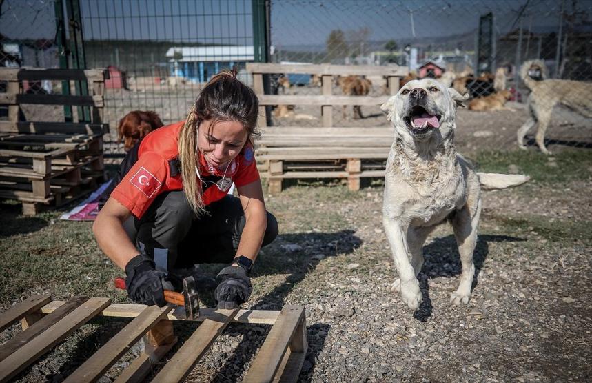 Atık tahtalar sokak köpeklerine yuva oldu