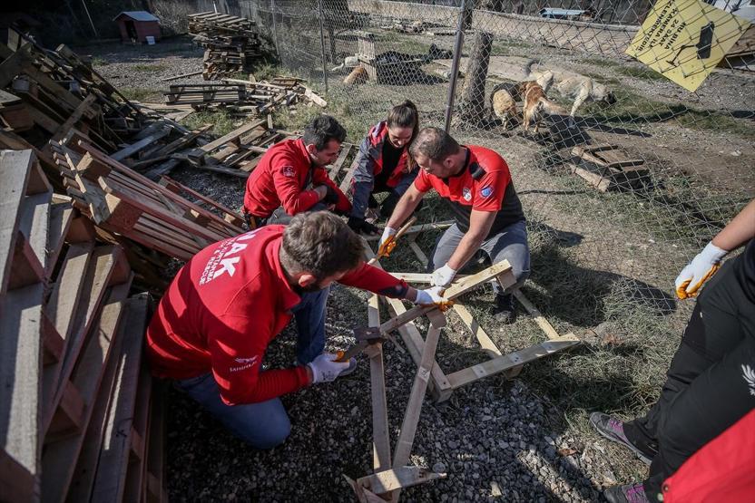 Atık tahtalar sokak köpeklerine yuva oldu