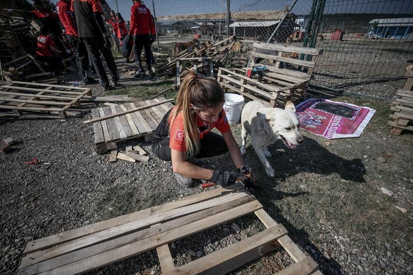 Atık tahtalar sokak köpeklerine yuva oldu
