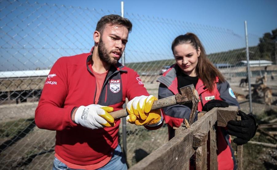 Atık tahtalar sokak köpeklerine yuva oldu