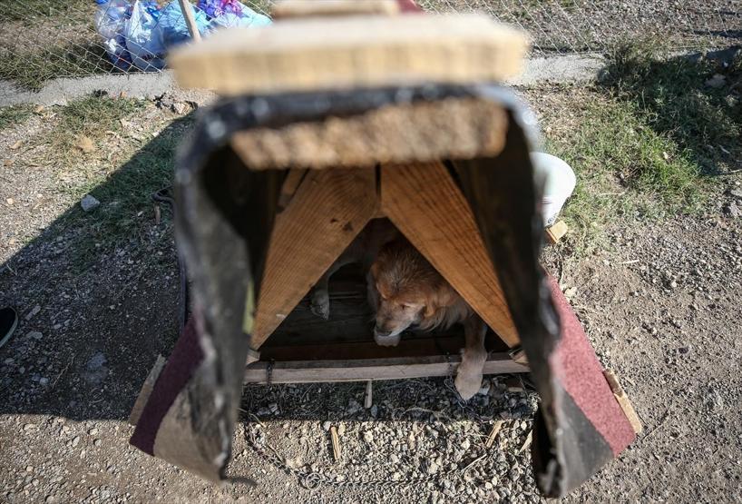 Atık tahtalar sokak köpeklerine yuva oldu